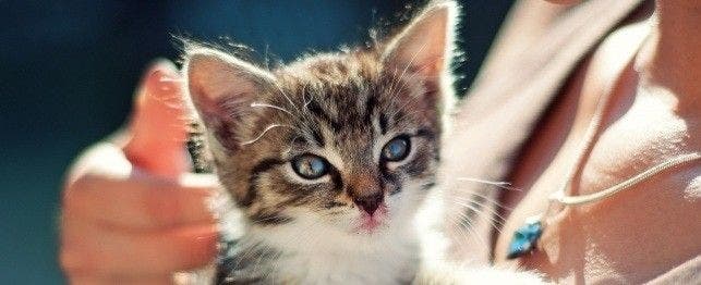 what not to do with a new kitten