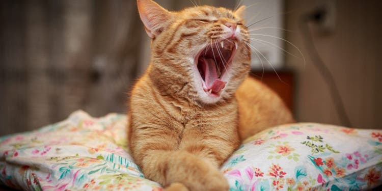 An orange cat yawns on a floral pillow.