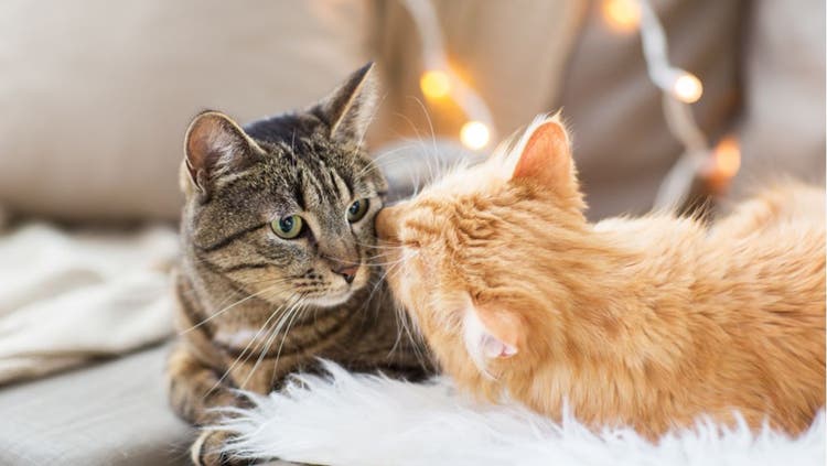 Cat Pet Insurance