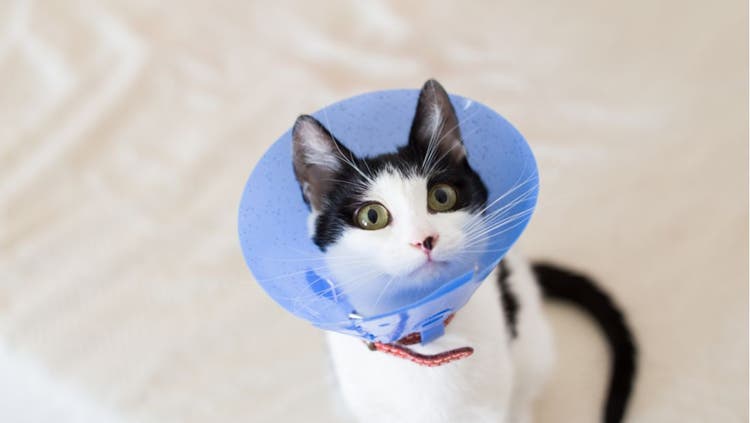 A black cat in an Elizabethan collar.