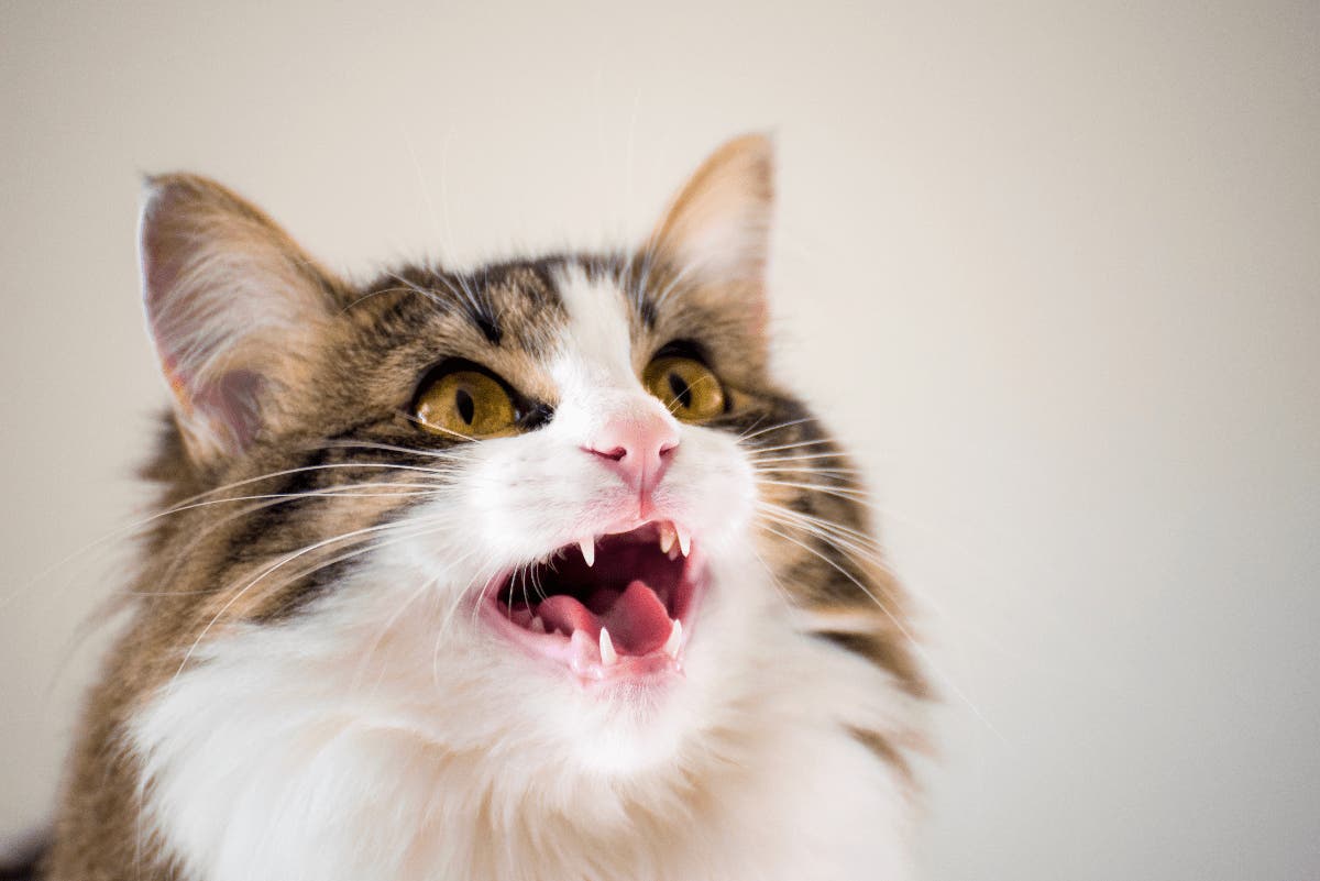 Everything You Need to Know about Cat Laryngitis