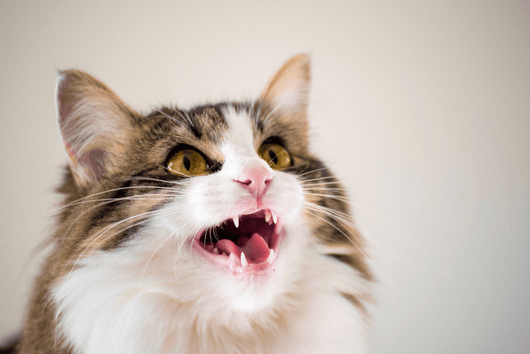 A cat meows while looking toward the top-left corner of the frame.