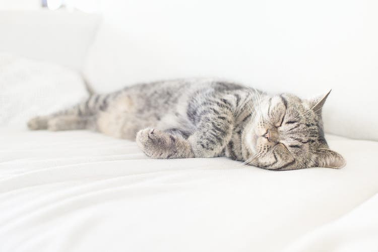 unconscious cat