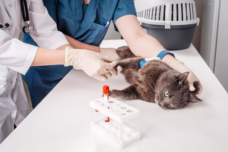 SMDA Blood Testing in Cats