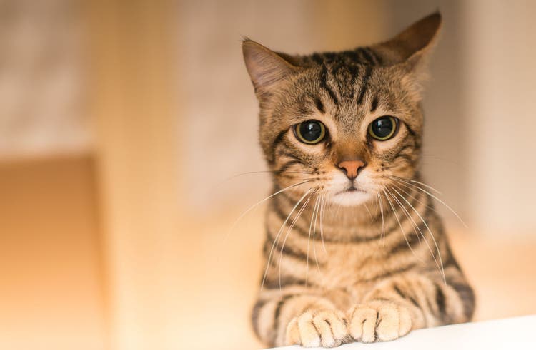bleeding cat