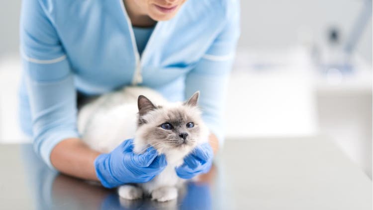 Cat Health Insurance