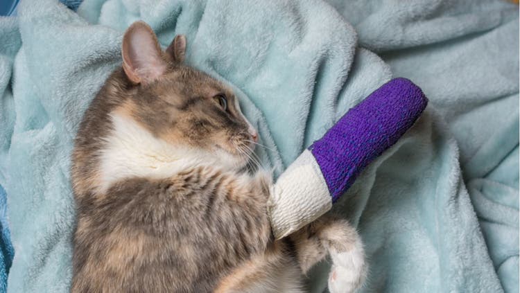 Stop Bleeding in Cats