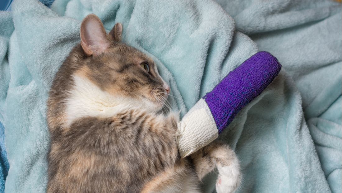 How to Stop Your Cat from Bleeding PetPlace