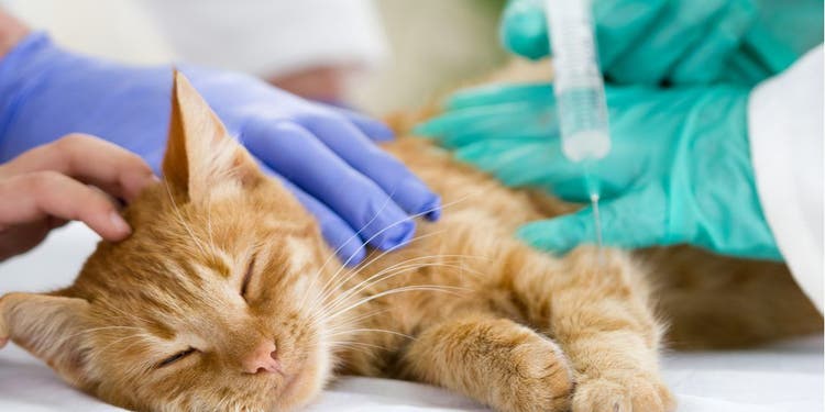 A vet injects a cat's paw with a syringe full of insulin.