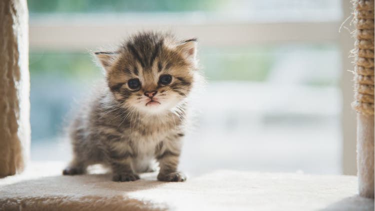 Pet Insurance