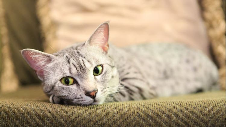 Egyptian Mau relaxes on a couch.