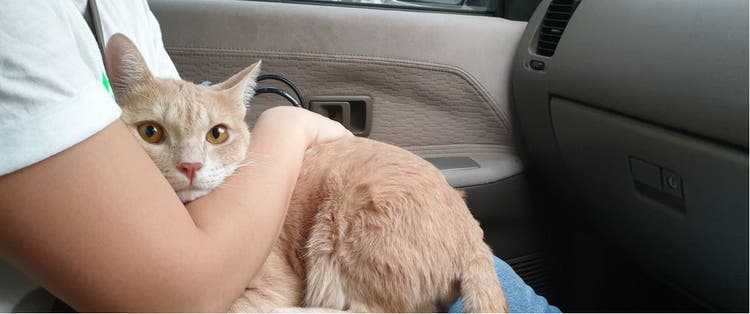 Woman hugging her cat in the car to reduce motion sickness.