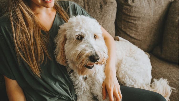 A pet sitter relaxes on the couch with a fluffy, white dog.