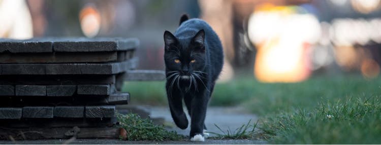 A black cat takes a stroll toward the camera.