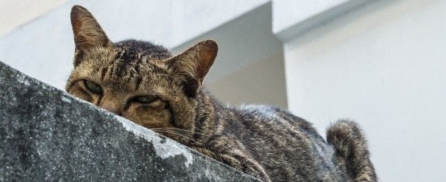 sleepy cat