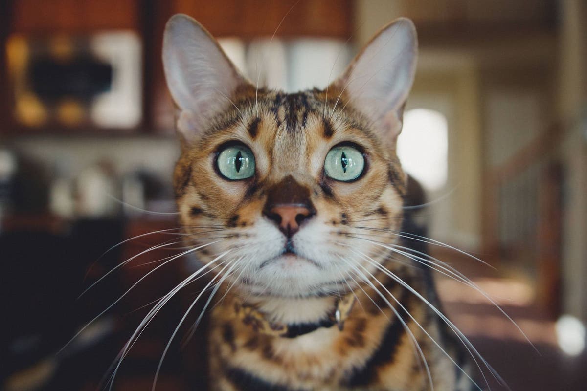 How to Train a Kitten to Use a Litter Box - PetPlace.com
