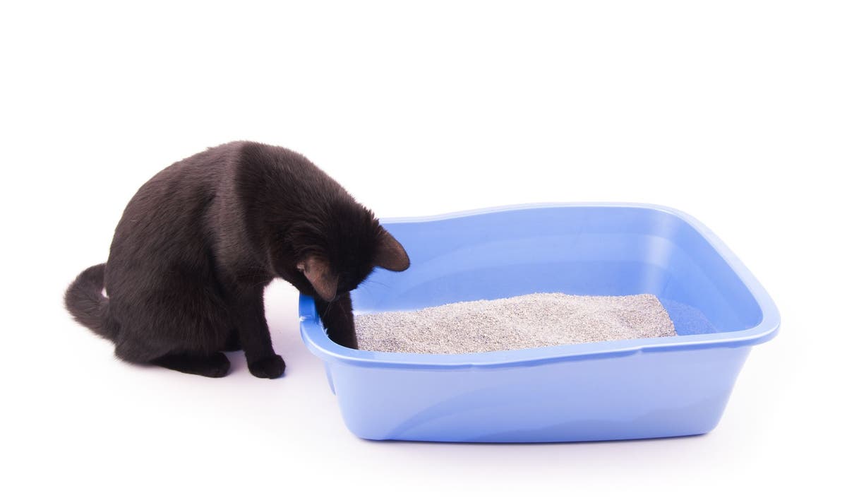 Is Your Cat Taking Too Many Trips To The Litter Box PetPlace