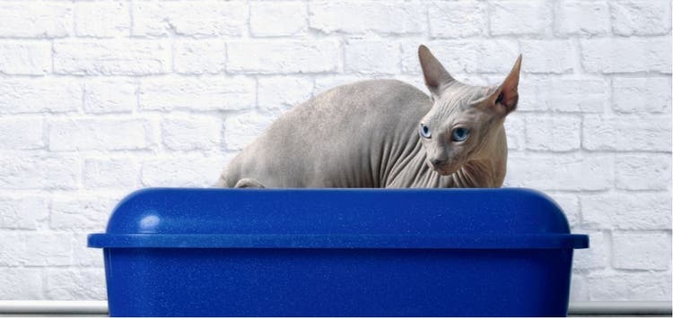A sphinx cat sits in a blue litter box.