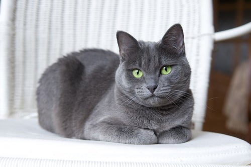 Russian Blue Kittens for Sale - Russian Blue Kittens for Adoption