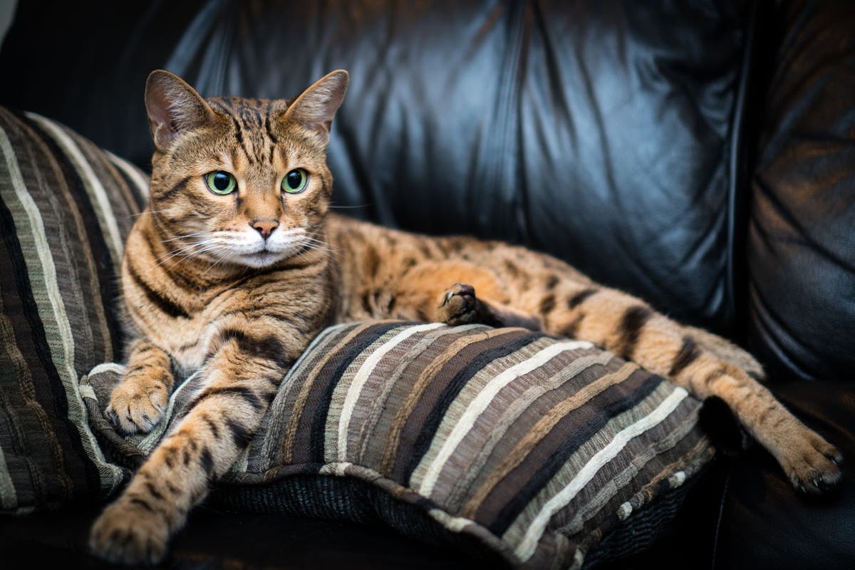 Bengal deals cat jewelry