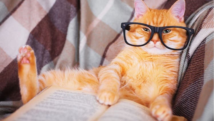 An orange cat poses with a book and pair of glasses.