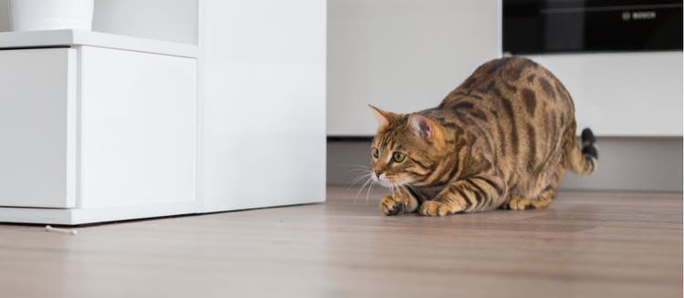 A cat prepares to pounce while playing.