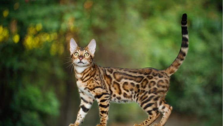 A leopard-spotted cat poses in the sunlight.
