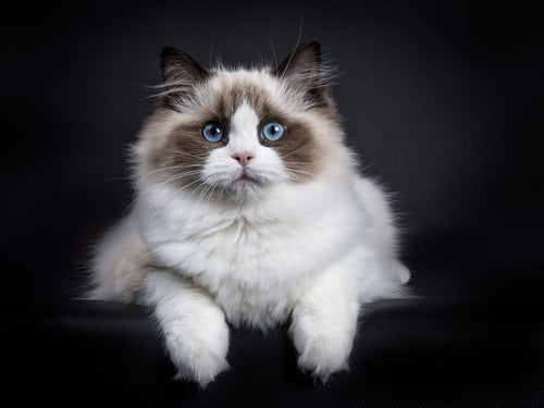 Small ragdoll sales