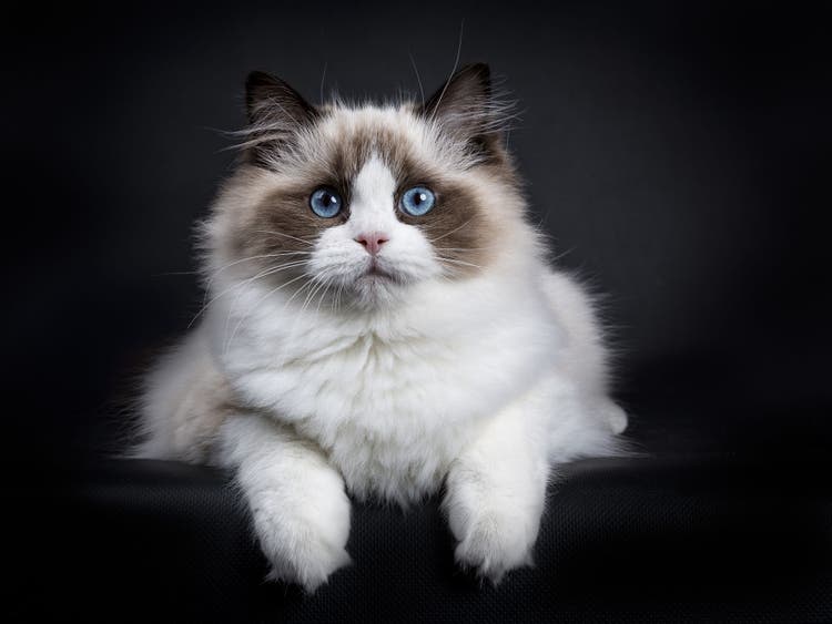 ragdoll personality
