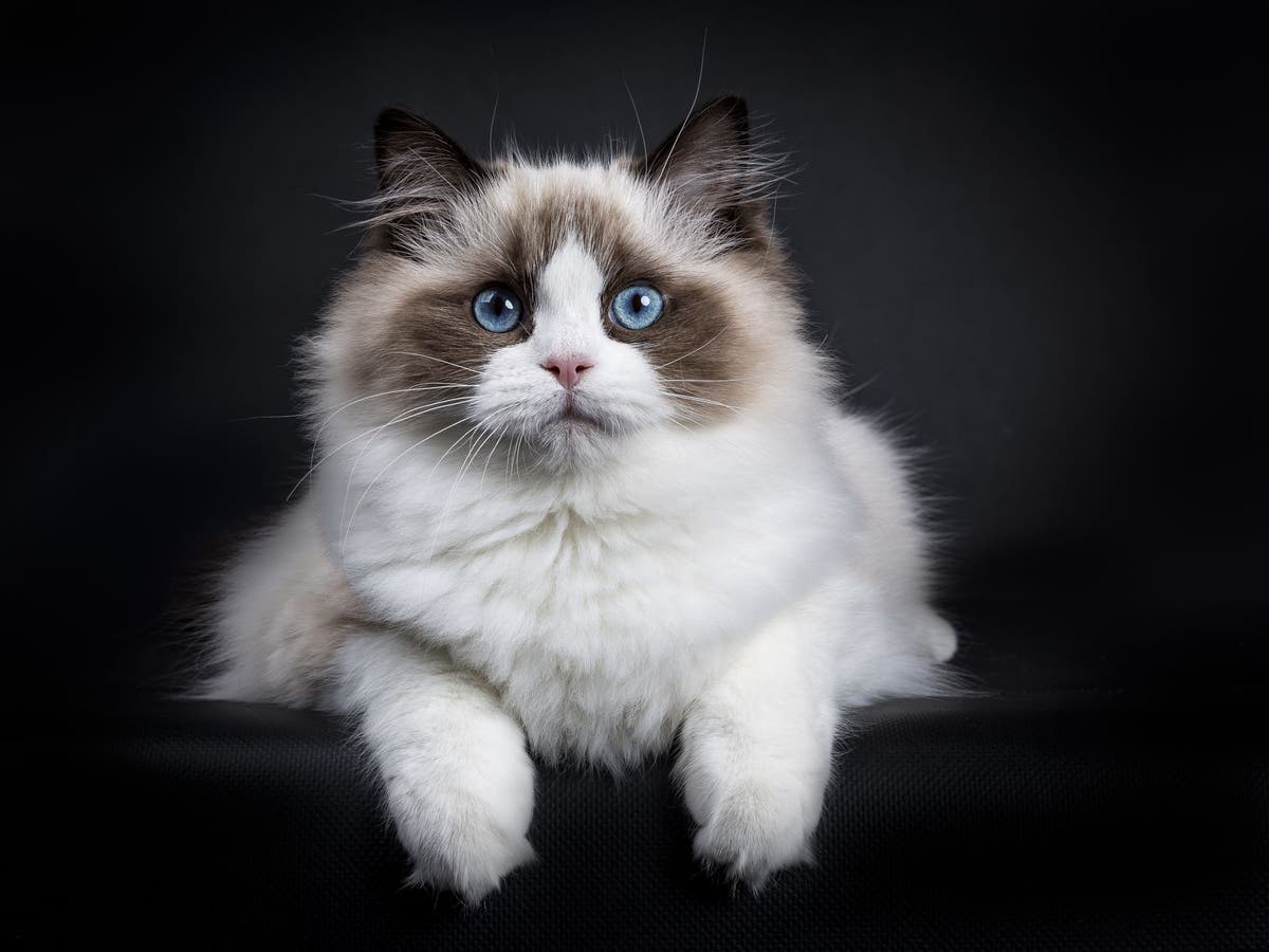 Understanding Ragdoll Cat Personality Traits