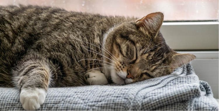 A cat sleeping on a couch.