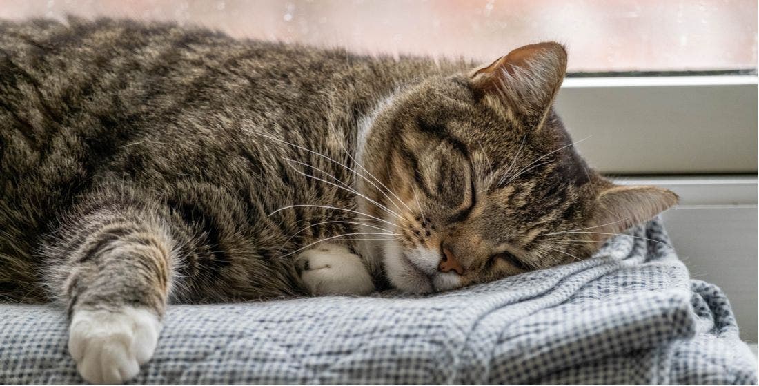 Why Don’t Cats Listen When They’re Called?