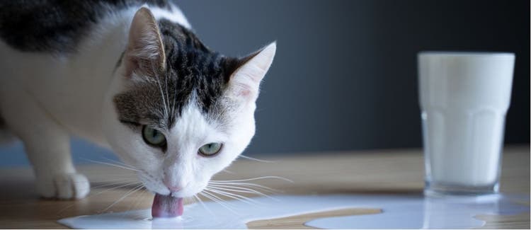 A black and white cat laps up some spilled milk.