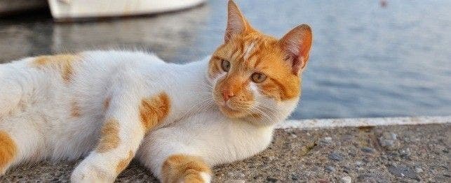 Alpha female cat clearance behavior