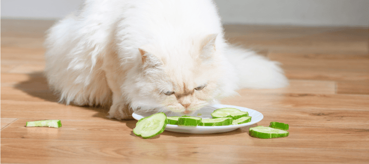 This cat isn't afraid of sliced cucumber.