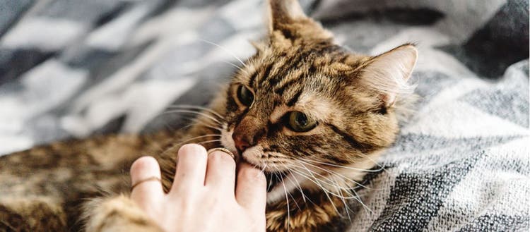 A cat nibbles its owner's fingers.