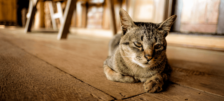 Ways to keep your cat entertained when you're not a home.