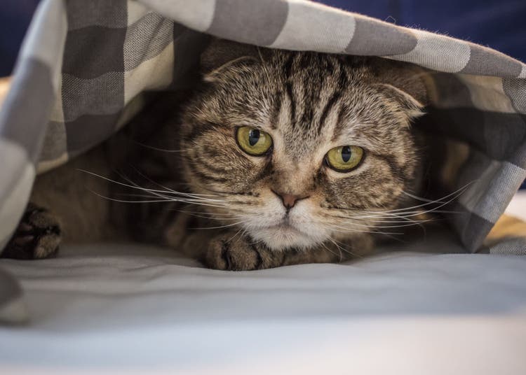 can cats be mentally ill