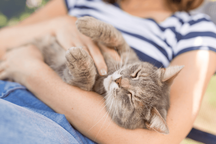 A woman in a striped shirt with an affectionate, grey cat in her lap.