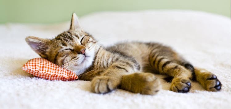 Pick the perfect bed for your cat.