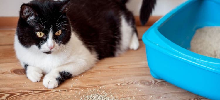 An explanation for odd cat behavior.
