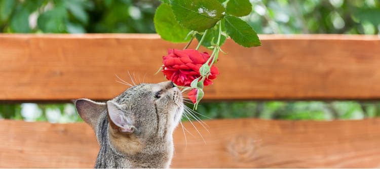 How to stop kitty crotch sniffing.