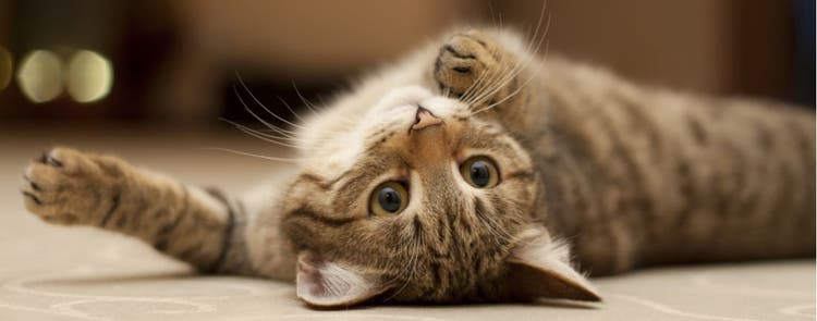How to tell if you cat is happy.