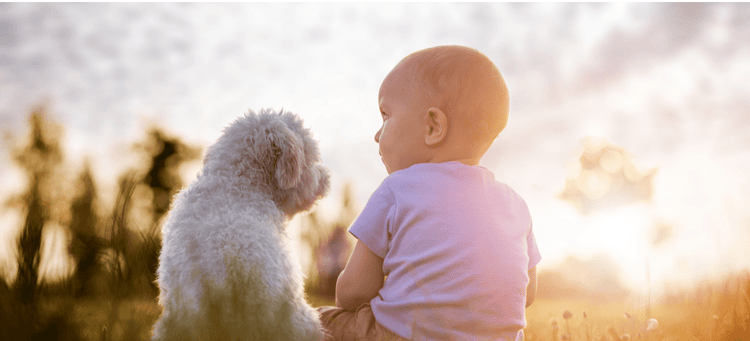 A dog and baby learn to get a long.