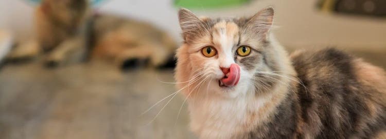 Cats often need space when eating.