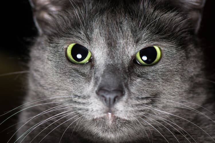 alpha cat