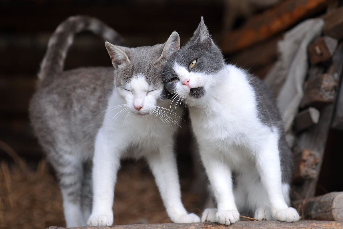 Cats incite violence to System Of A Down in funny video