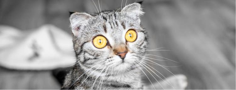 A wild-eyed, grey cat stares at the camera in surprise.