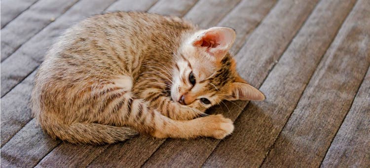 A lonely cat lies on the floor.