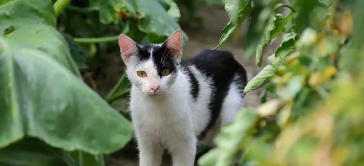 A feral cat walking through a garden.